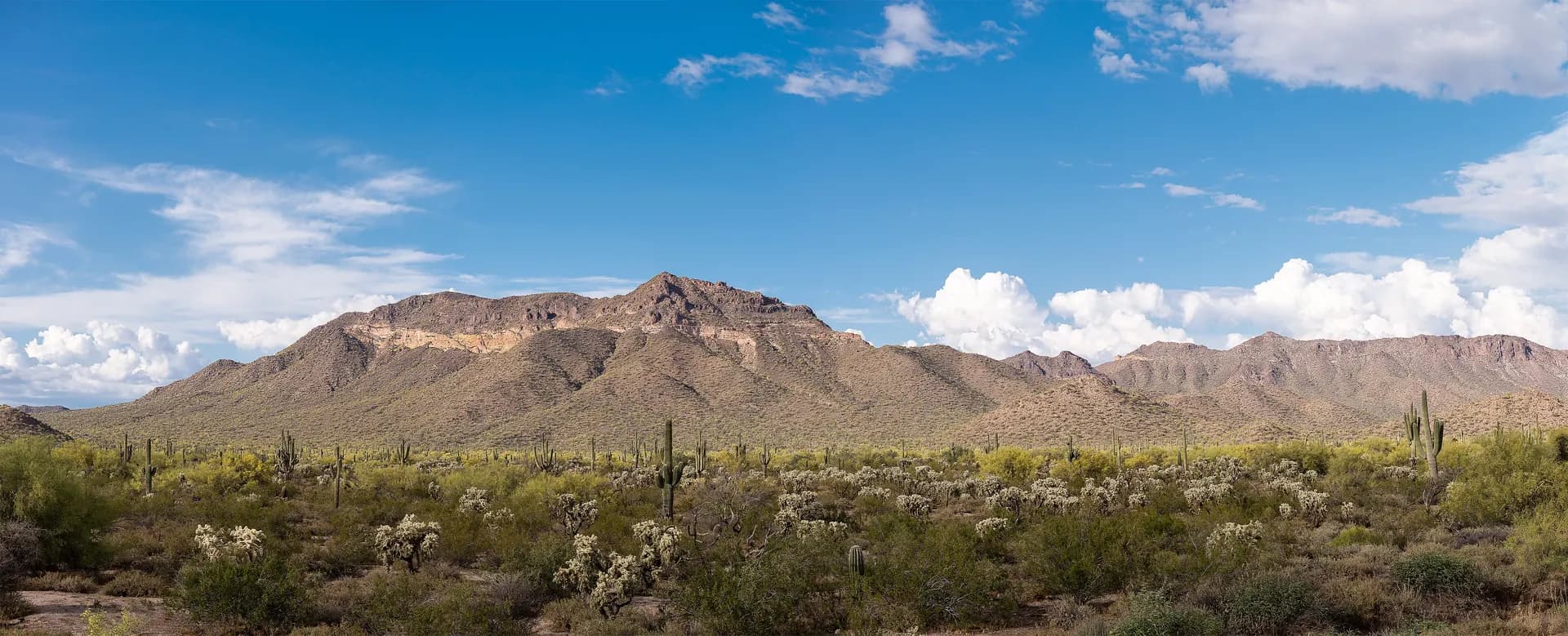 Usery Mountain rising behind saguaro and desert scrub, seen from the Levee Trail in Mesa, Arizona